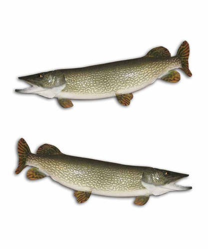 Northern Pike Fishing Stickers