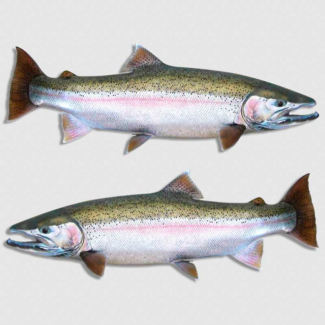 Steelhead Salmon Fishing Decal Set