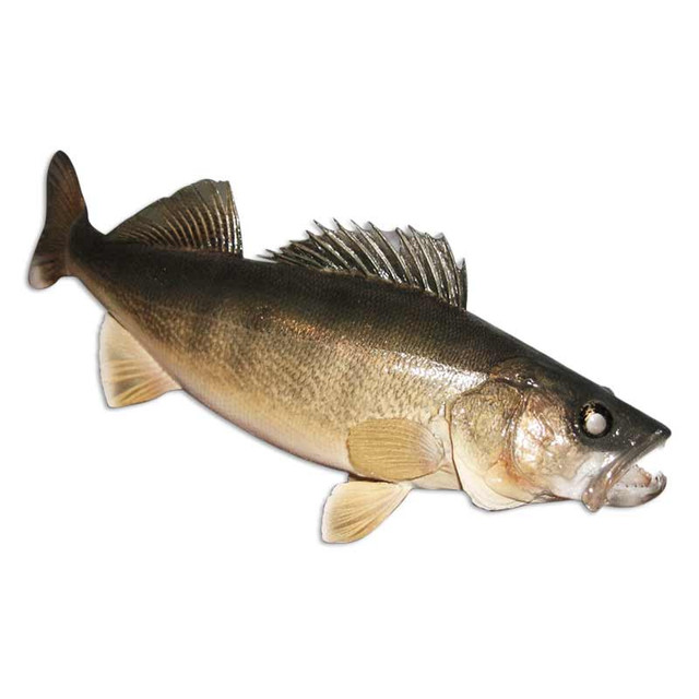 Walleye Angler Fishing Decal