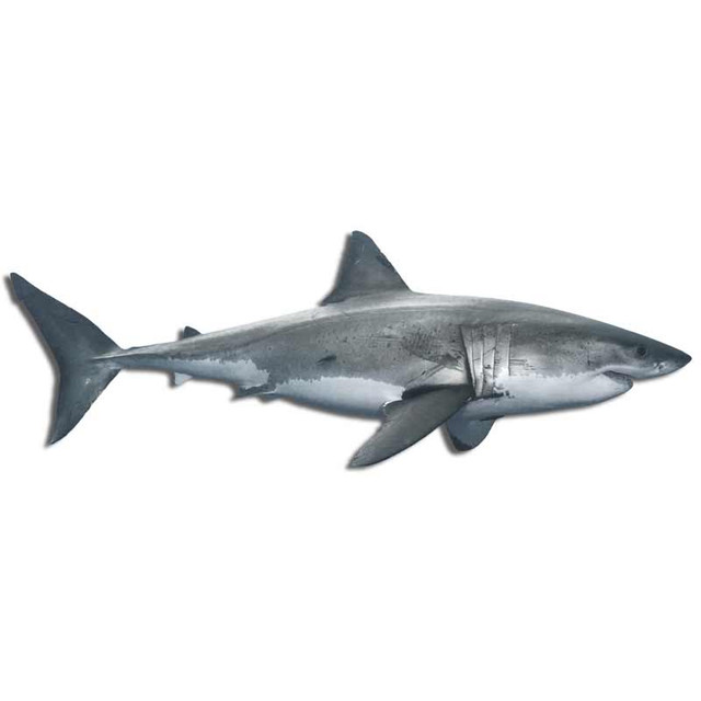 Great White Shark Lurking Decal