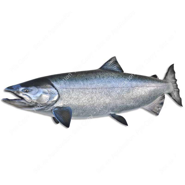 King Salmon Fish Decal