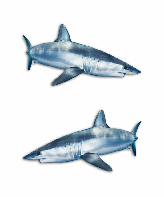Mako Shark Decal Set