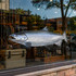King Salmon Fish Decal