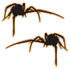 Black Widow Spider Vinyl Decal Set