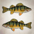 Yellow Perch Fishing Decal