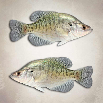 Aftershock Decals American Flag Crappie Fishing Decal Angler Boat Sticker