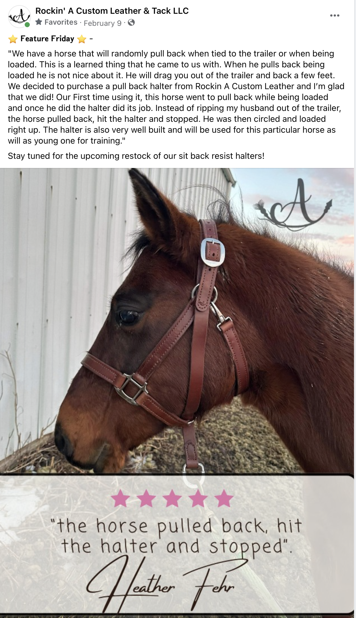 Sit Back Halter Review