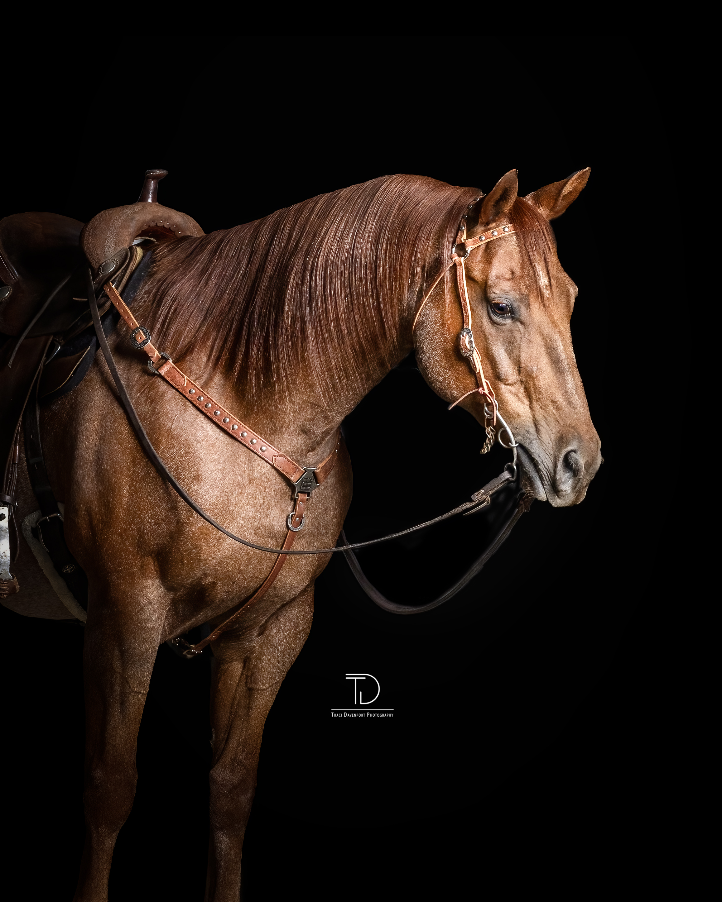 Custom Made Louis Vuitton LV Print Bronc Nose Halter  Barrel racing tack, Horse  tack, Barrel racing horses