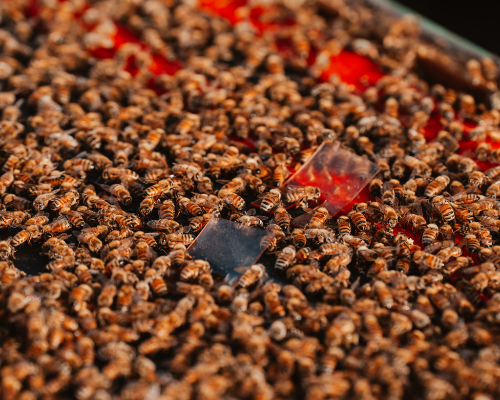 Apistan - (Packet of 10) Varroa Treatment