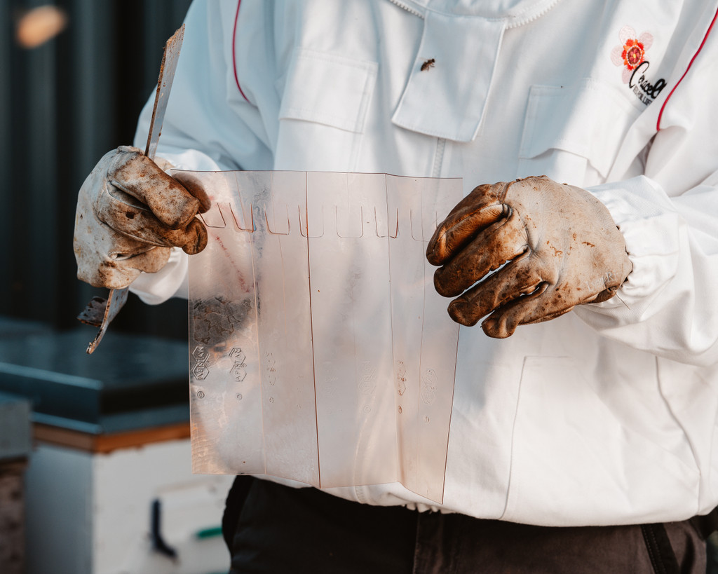 Apistan - (Packet of 10) Varroa Treatment