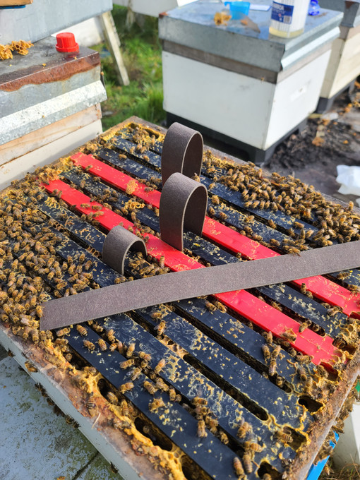 Why More Beekeepers Are Choosing VarroxSan for Varroa Control