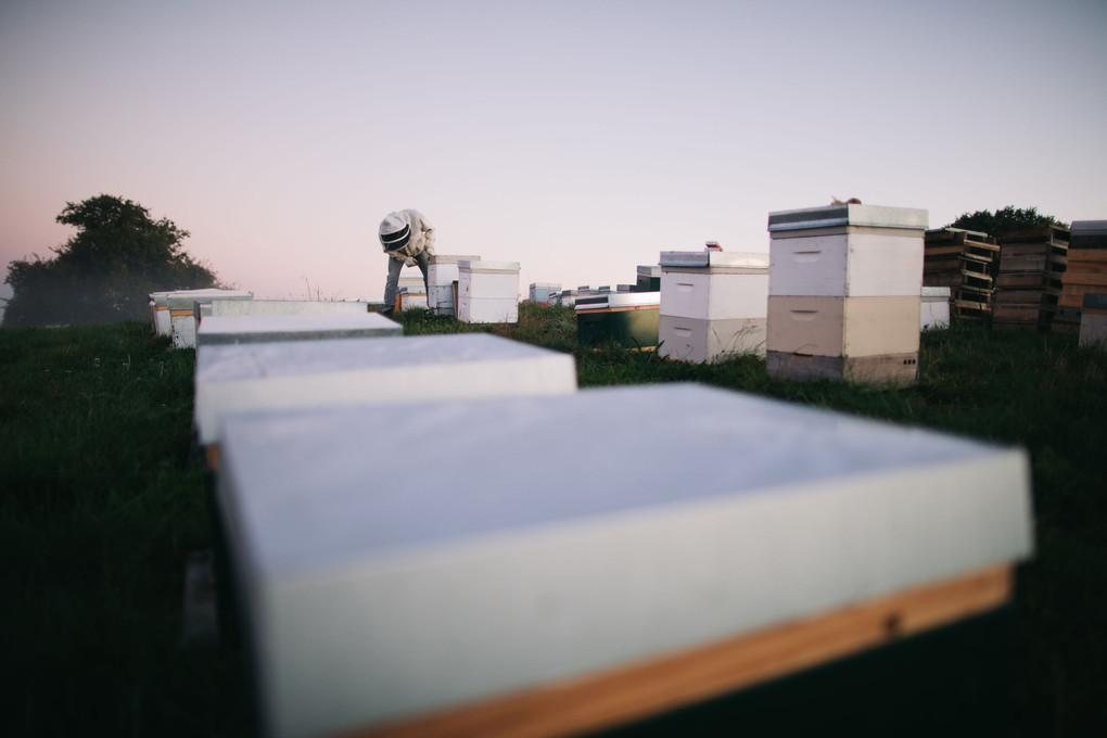 Advice For Beekeepers In September