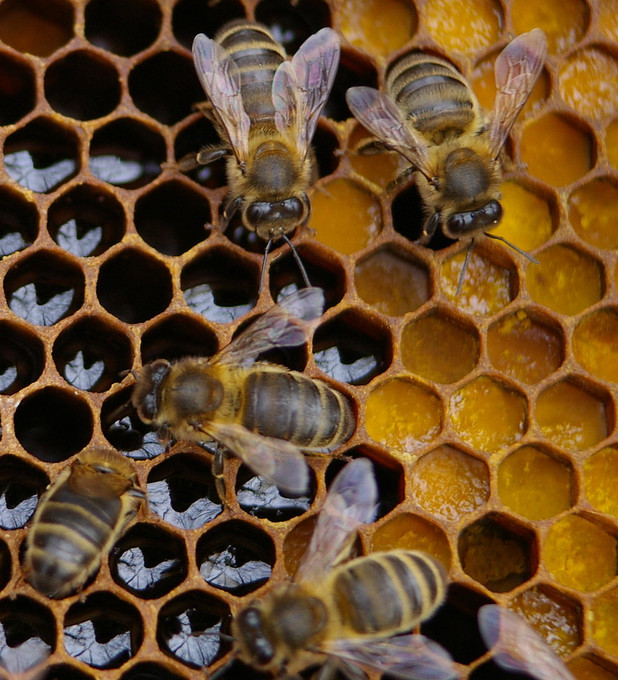 Honey, Whats Happening? Honey, Whats Happening?