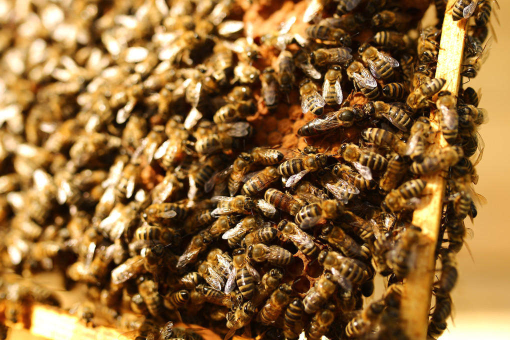 Single Brood Box or Double Brood Box? - Beekeeping Supplies NZ