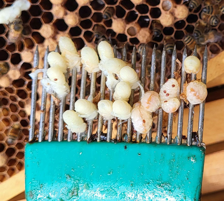 Varroa Treatment Recommended Protocols for Maximum efficacy Varroa Treatment Recommended Protocols for Maximum efficacy