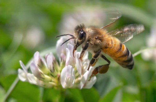 A Warm Winter, an Early Spring – What Could It Mean for Varroa?