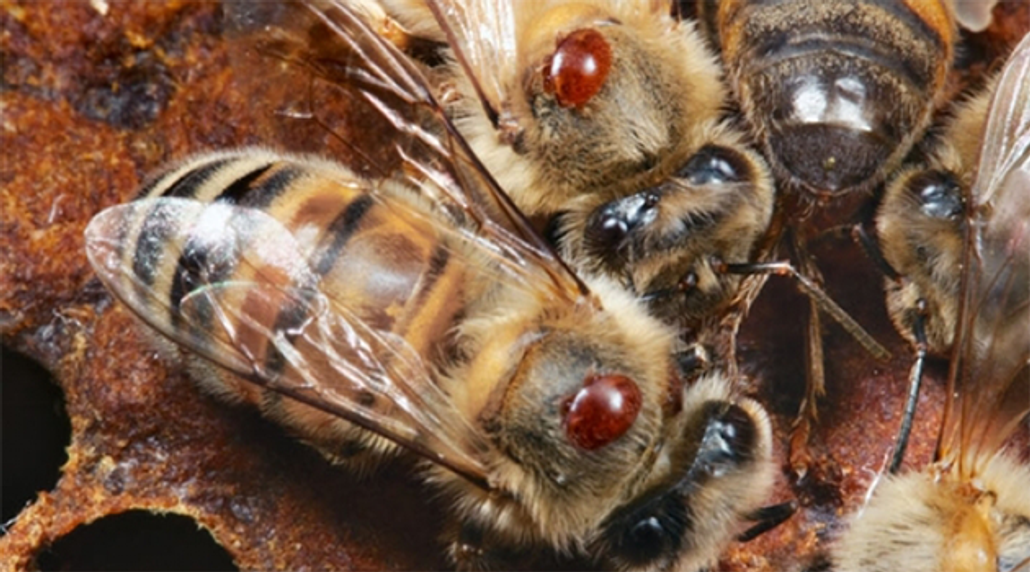 Varroa Managment Varroa Managment