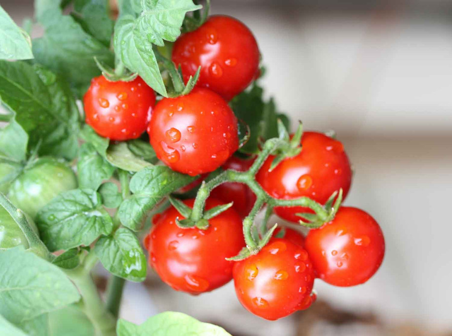 What Is A Hydroponic Garden? And What Nutrients Do I Need?