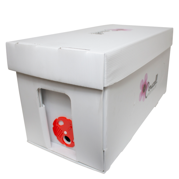 What You Should Know About Buying Bees Online What You Should Know About Buying Bees Online