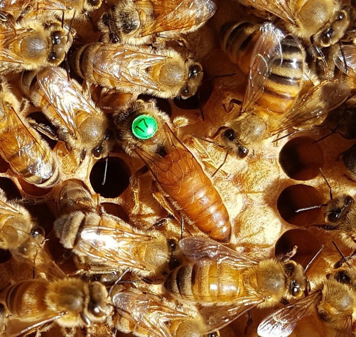 Common signs of a Queenless Hive