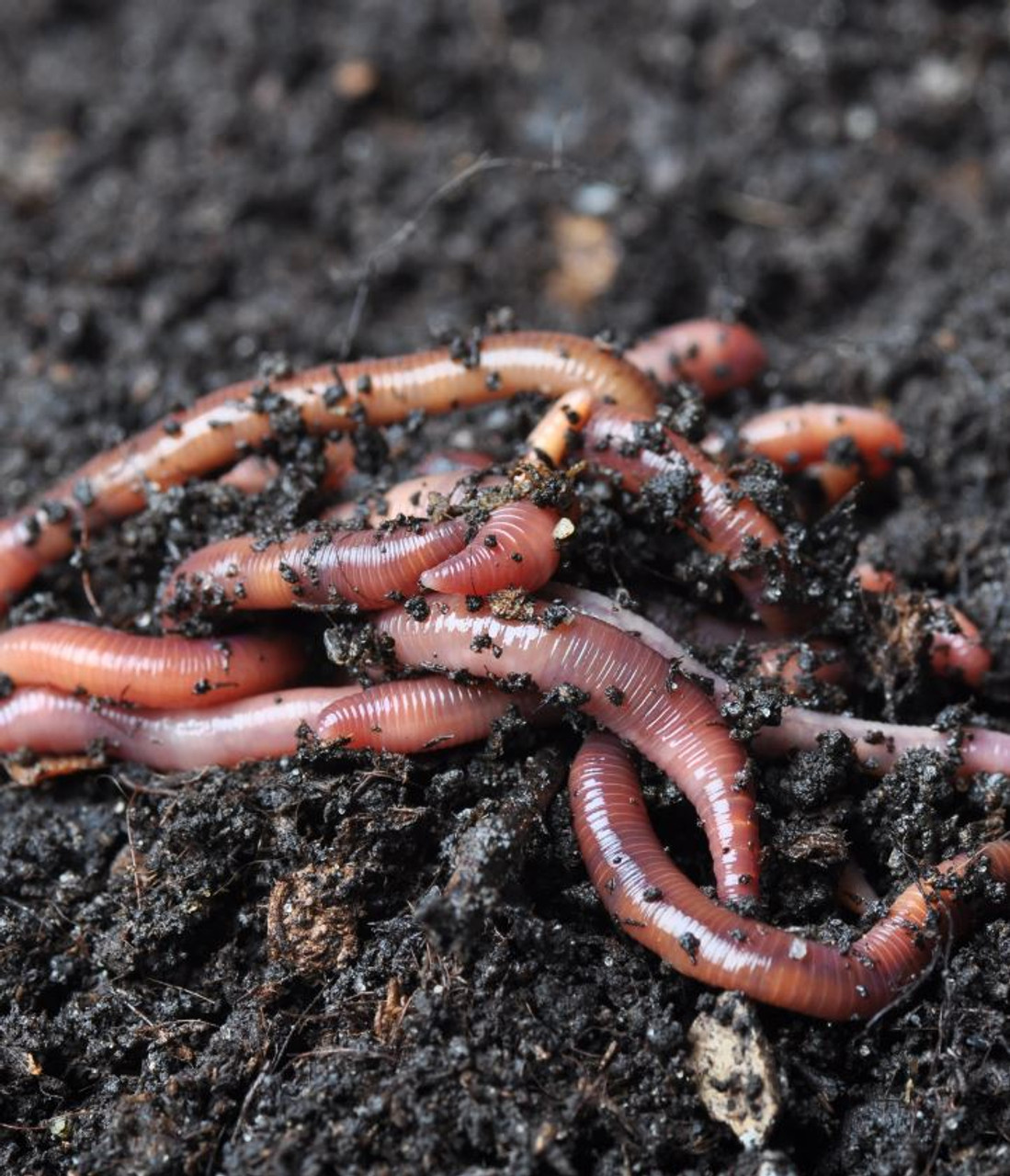 Composting Worms (500g) - Beekeeping Supplies NZ