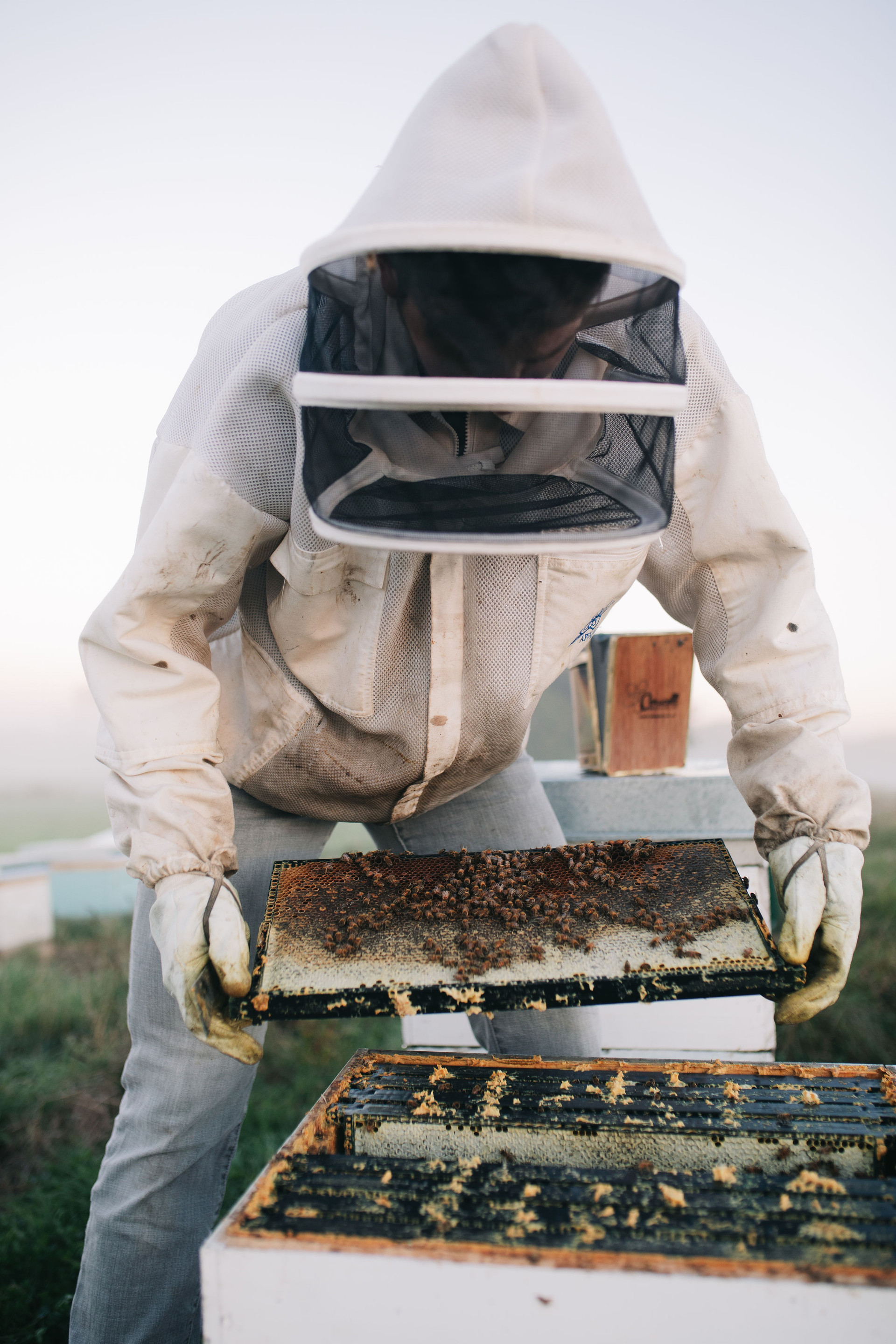 Monthly Guide for Beekeeping in New Zealand Beekeeping Supplies NZ