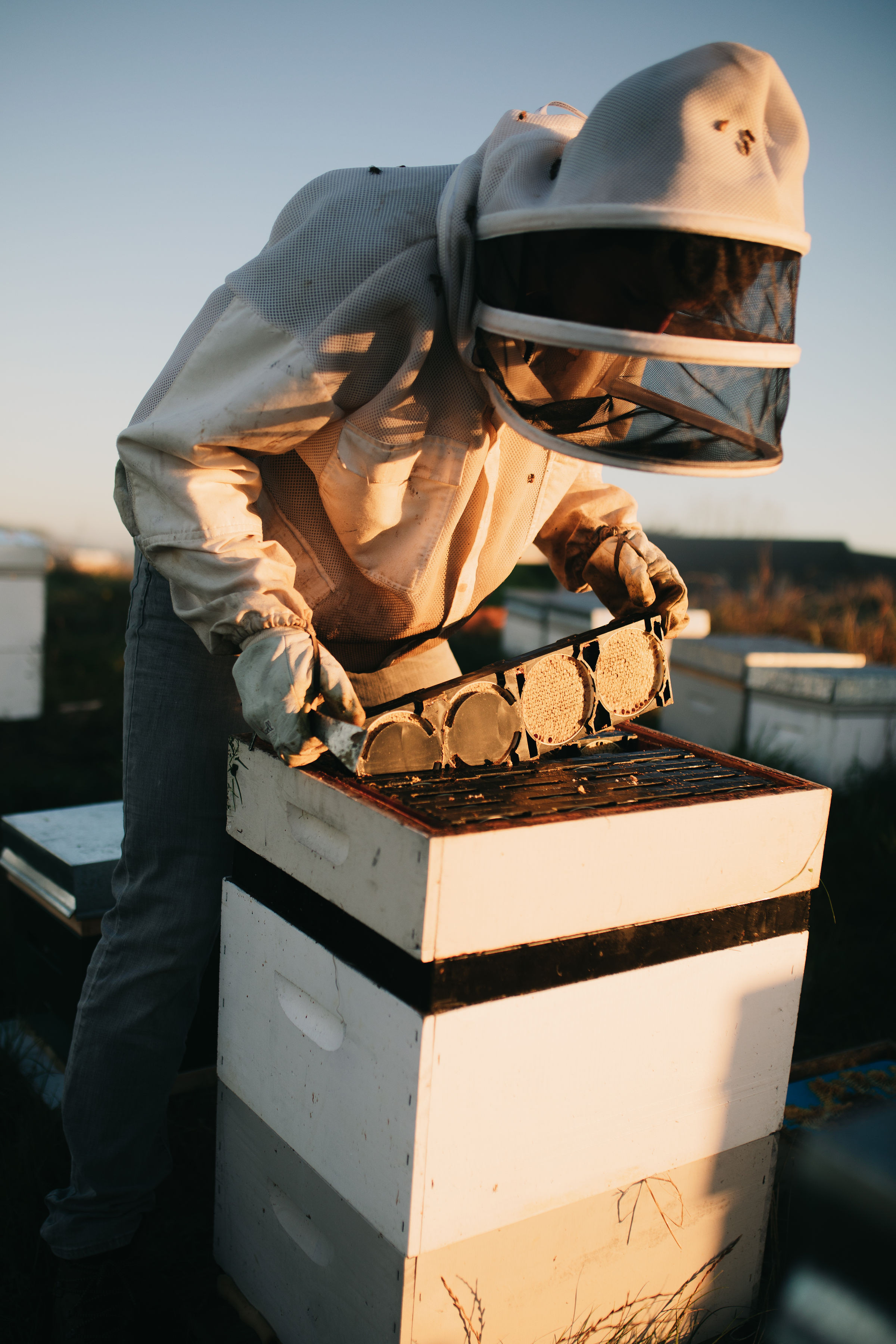 The Ceracell Great Escape Beekeeping Supplies NZ Beekeeping Supply