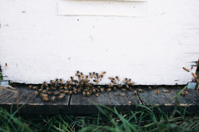 Beehive Complete with Bees - 10-Frame Full Depth Beehive