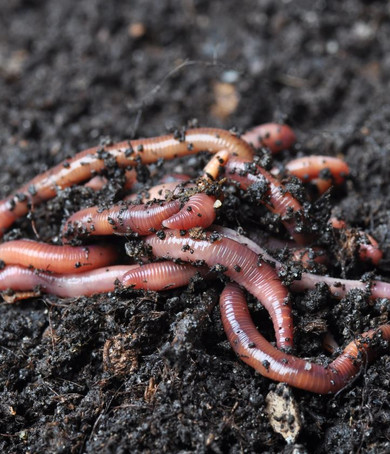 Composting Worms (500g)