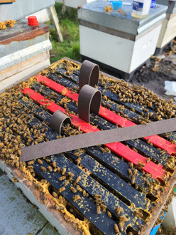 Why More Beekeepers Are Choosing VarroxSan for Varroa Control