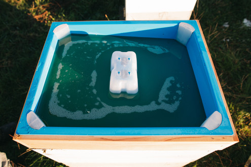 ​The Art and Science of Feeding Bees Sugar Syrup