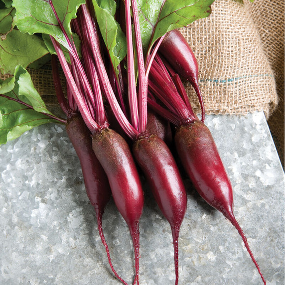 Beetroot - Cylindra (2g Seed Packet)