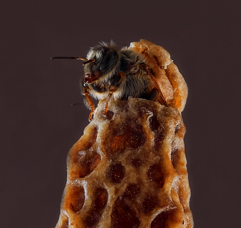 Queen Rearing Using a Cloake Board Beekeeping Supplies NZ
