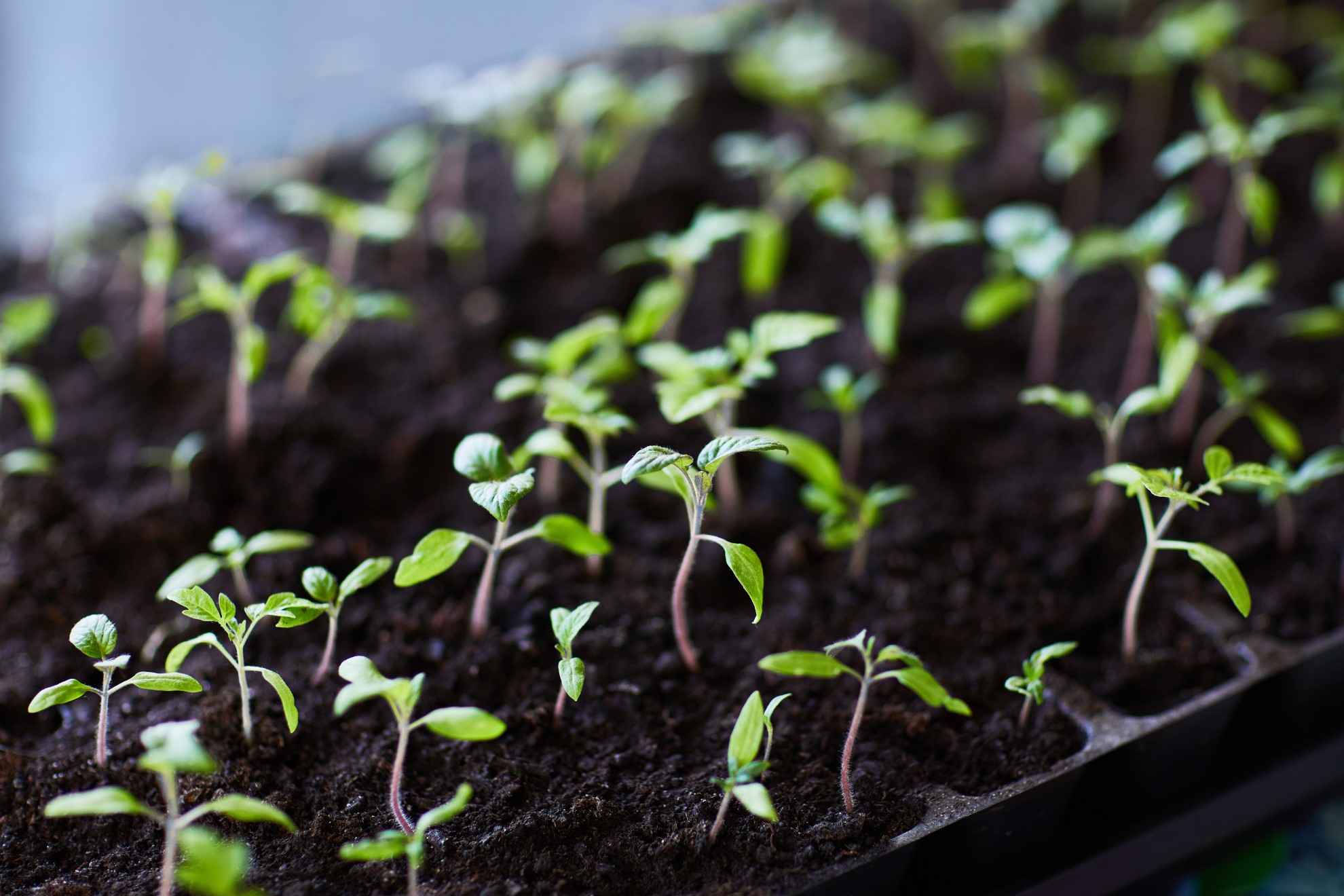 How to raise seeds in raising trays - Ceracell Beekeeping Supplies