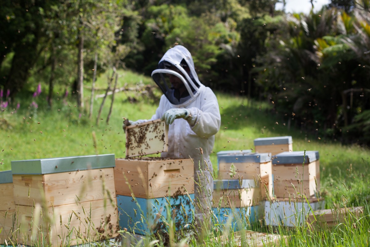 A Beekeepers Calanader, What to do for each month? Beekeeping