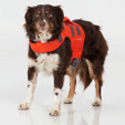 NRS CFD Dog Life Jacket -  on doggie model