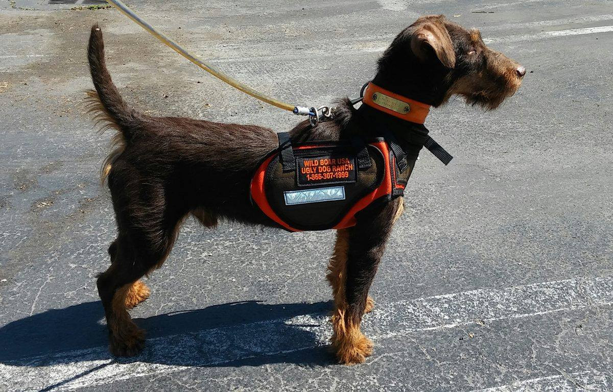 N.2. DEFENDER CATCH VEST (TERRIER SIZE) Wild Boar USA/Ugly Dog Ranch
