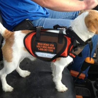 N.2. DEFENDER CATCH VEST (TERRIER SIZE) Wild Boar USA/Ugly Dog Ranch