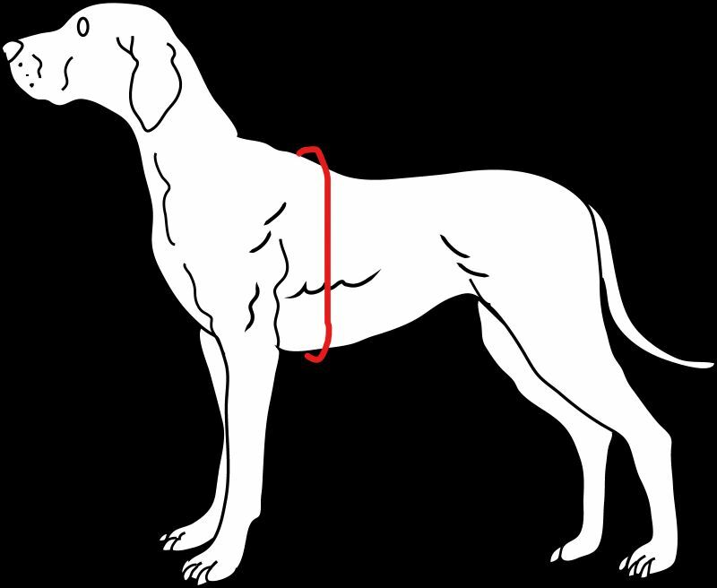 dog-for-measuring2.jpg