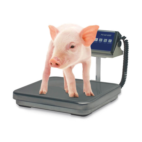 Small Piglet scale PS SST 100kg