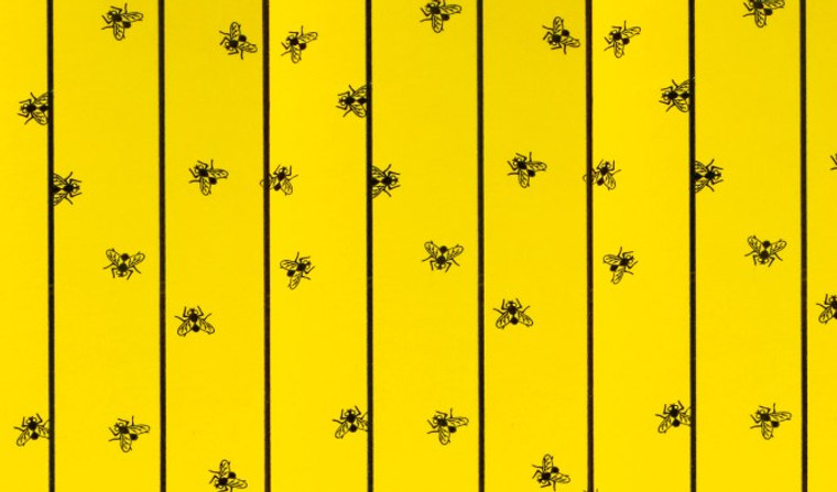 Flypaper sheet flymaster 59.5x30cm 6 pieces