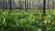 STOP Hair Loss DEAD in Its Tracks with the #1 DHT Blocker, Saw Palmetto!