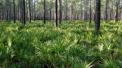 STOP Hair Loss DEAD in Its Tracks with the #1 DHT Blocker, Saw Palmetto!