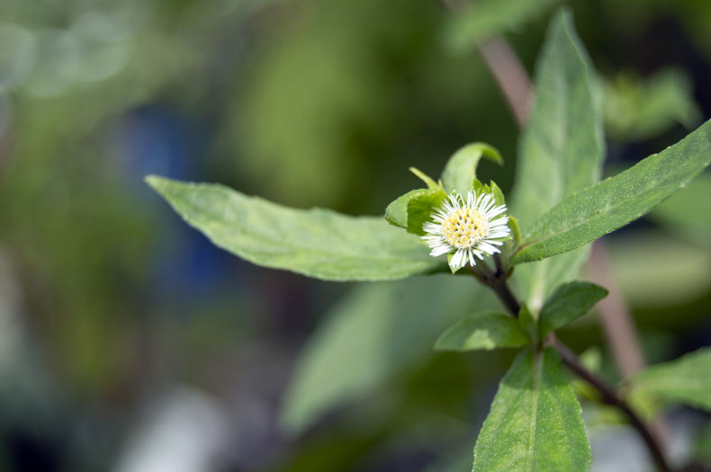 6 Powerful Bhringraj Benefits for Hair Growth Backed by Tradition