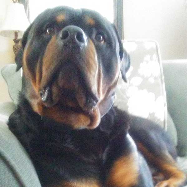 Deutschhaus Rottweilers Customer Review
