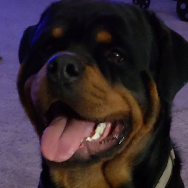 Deutschhaus Rottweilers Customer Review