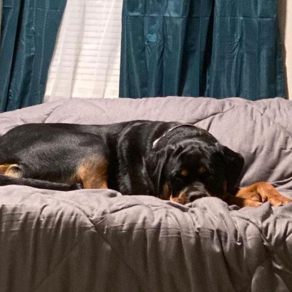 Deutschhaus Rottweilers Customer Review