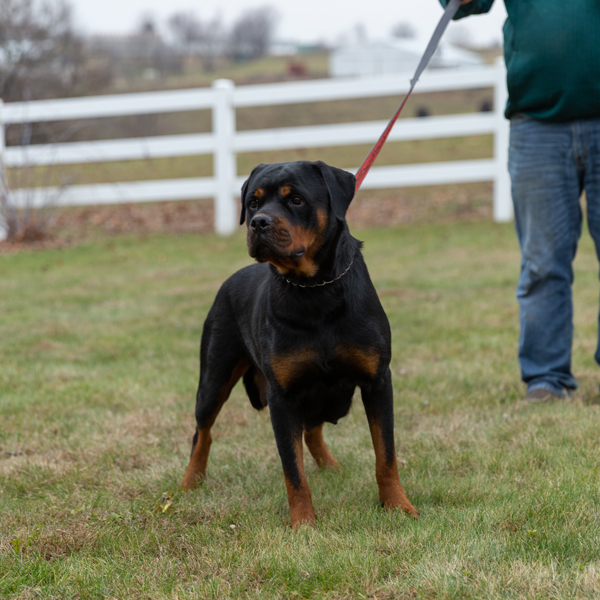 Ritter Von Camelot (Otty)
