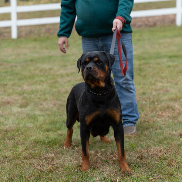 Ritter Von Camelot (Otty)