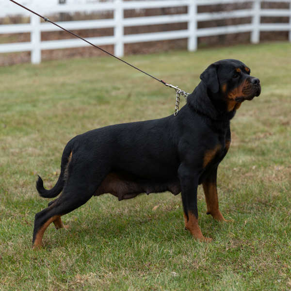 Ritter Von Camelot (Otty)